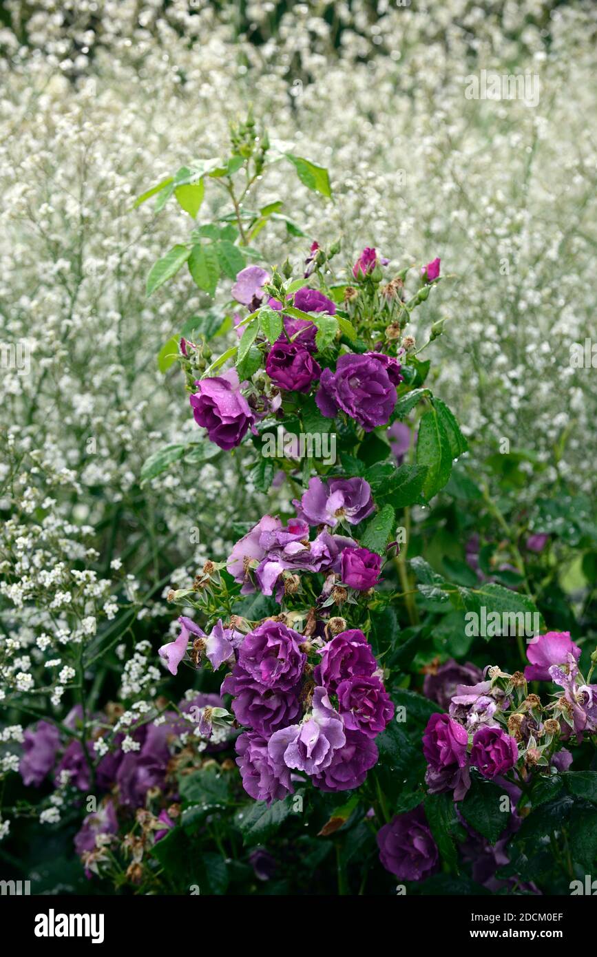 rain damaged roses,Rosa Rhapsody in Blue,Rose Rhapsody in Blue