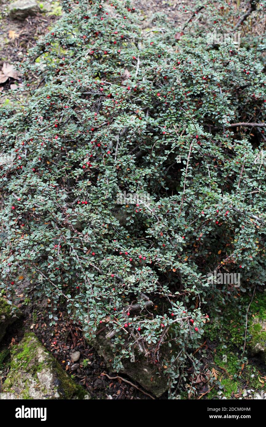 Cotoneaster microphyllus Lindl, autumn in the parks of Zagreb, Croatia, Europe Stock Photo