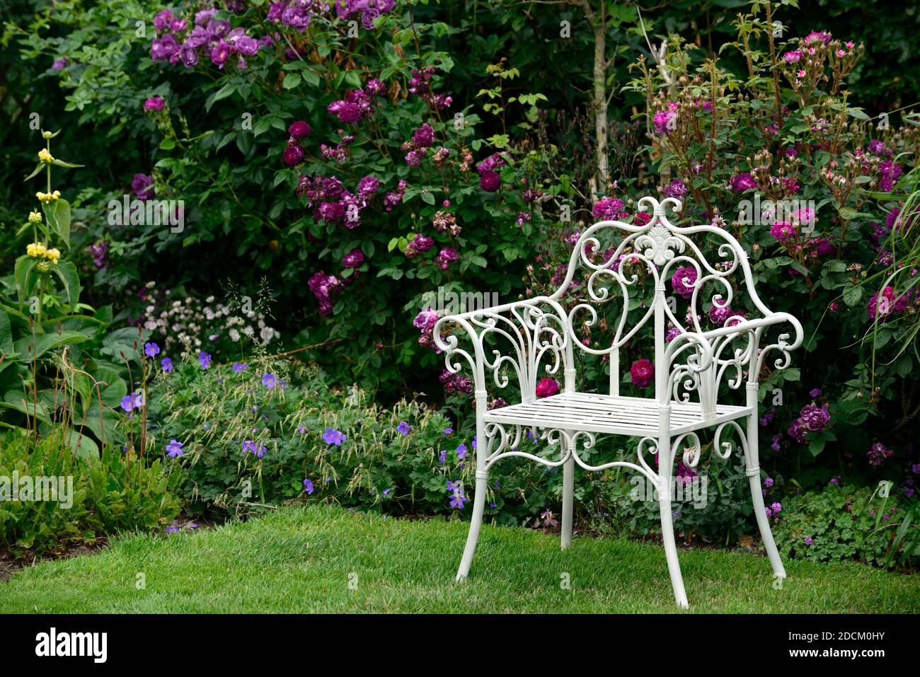 White metal seat,wrought iron chair,seat,seating,garden,gardens,rose