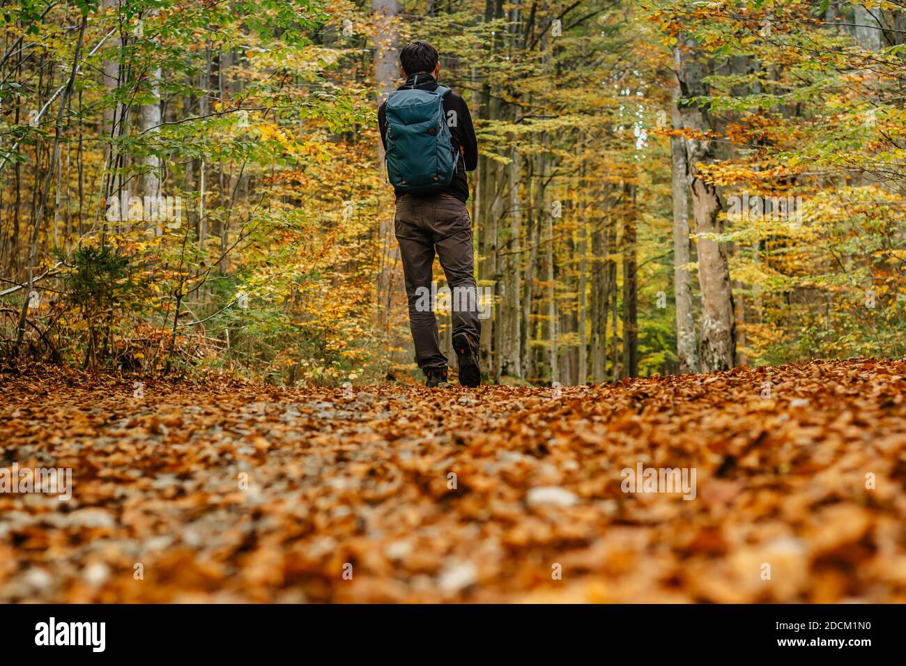 Lonely man walking in a forest path.Autumn season.Solo outdoor sport. Social distance. Active backpacker hiking in colorful nature. Warm sunny day in Stock Photo