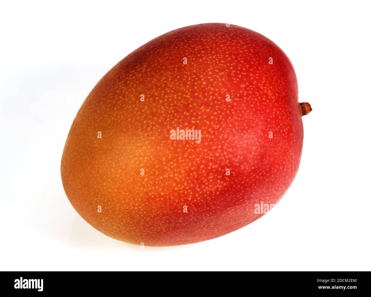 MANGO mangifera indica AGAINST WHITE BACKGROUND Stock Photo Alamy