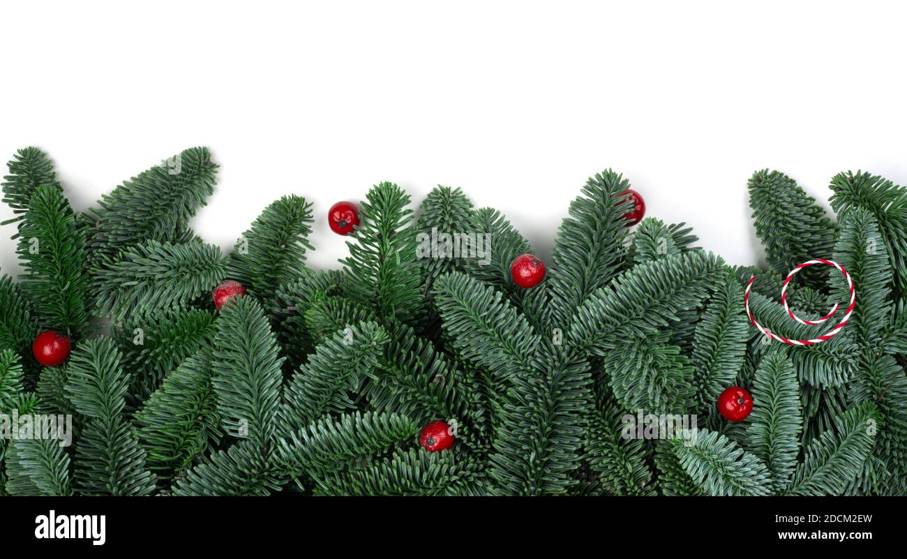 Traditional green christmas tree noble fir and red holly berries border ...