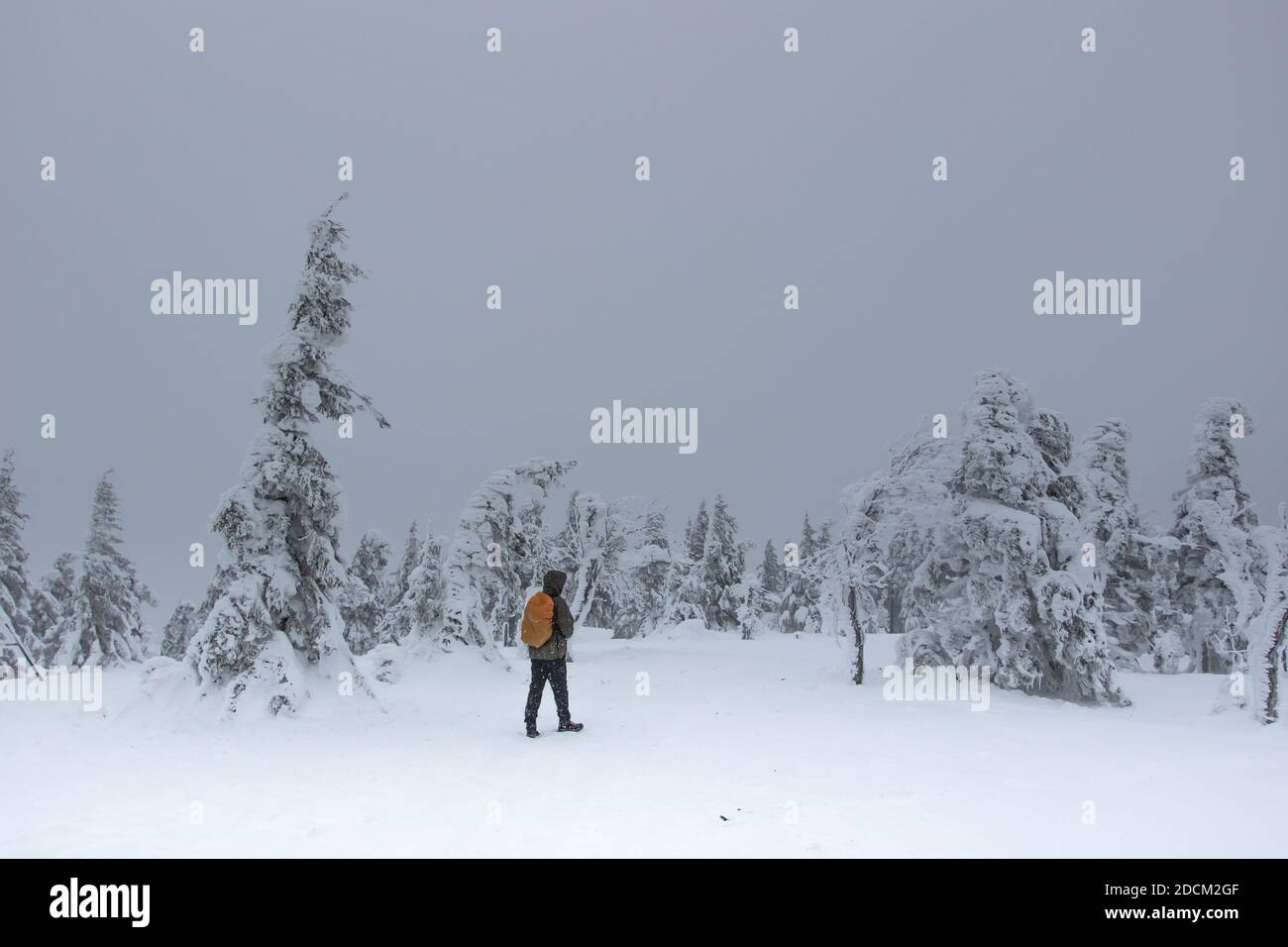 Solo backpacker walking in frozen snowy countryside.Winter panorama landscape with forest, trees covered with snow, fog.Picturesque and gorgeous Stock Photo