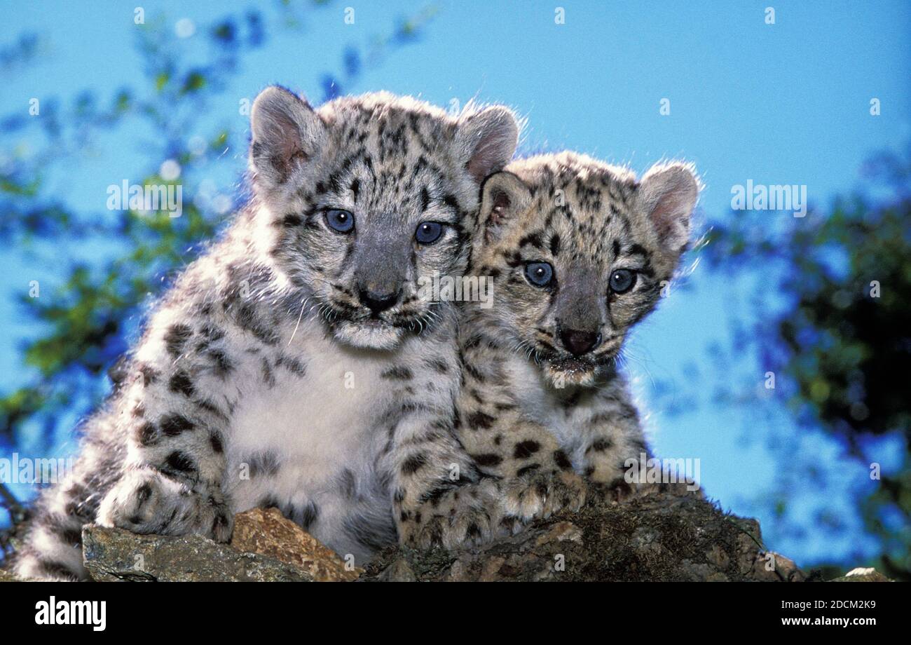 SNOW LEOPARD OR OUNCE uncia uncia, CUB Stock Photo