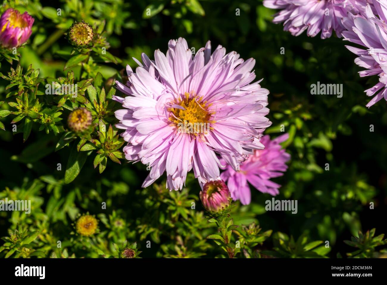 Aster Autumn Jewels 'Rose Quartz' a pink herbaceous perennial summer autumn flower plant commonly known as Michaelmas daisy, stock photo image Stock Photo