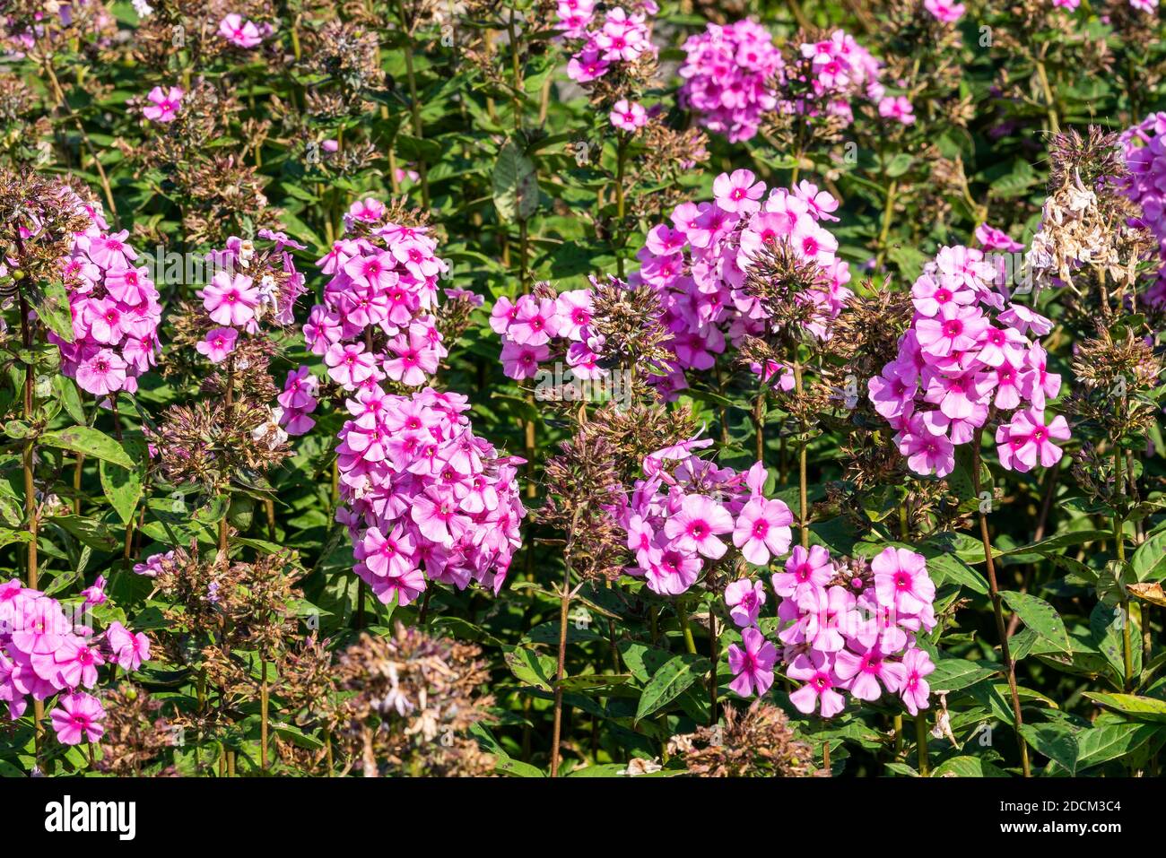 Phlox paniculata 'Eva Cullum' a pink herbaceous summer autumn flower plant, stock photo image Stock Photo