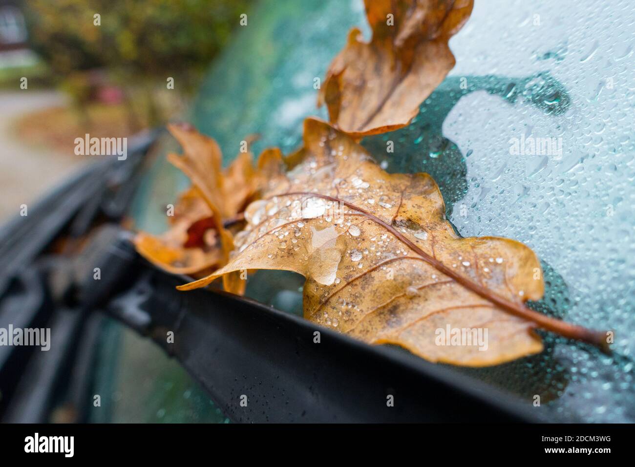 An autumnal leaf with morning dew drops sits on a vehicle windscreen wiper blade Stock Photo