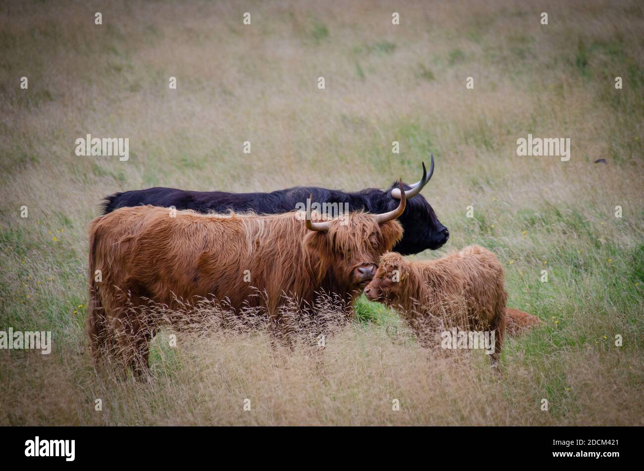 Group scottish highland cows in hi-res stock photography and images - Alamy