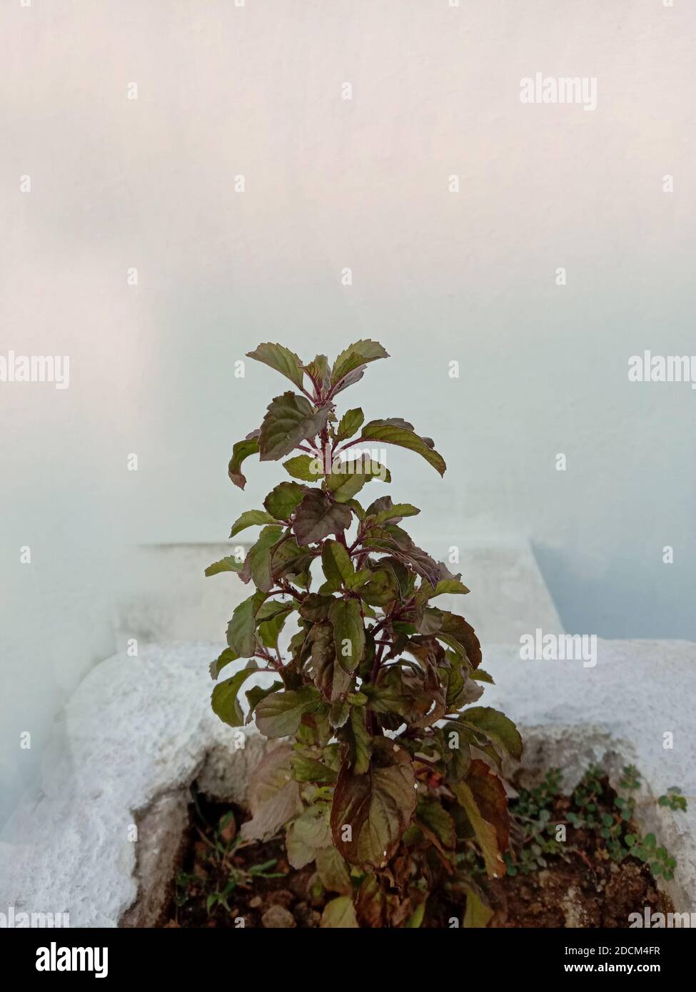 Holy basil plant tulsi leaves hires stock photography and images Alamy