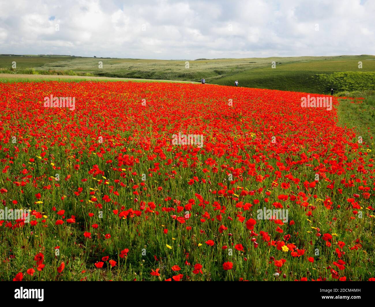 Poppies at West Pentire, Crantock, Cornwall Stock Photo