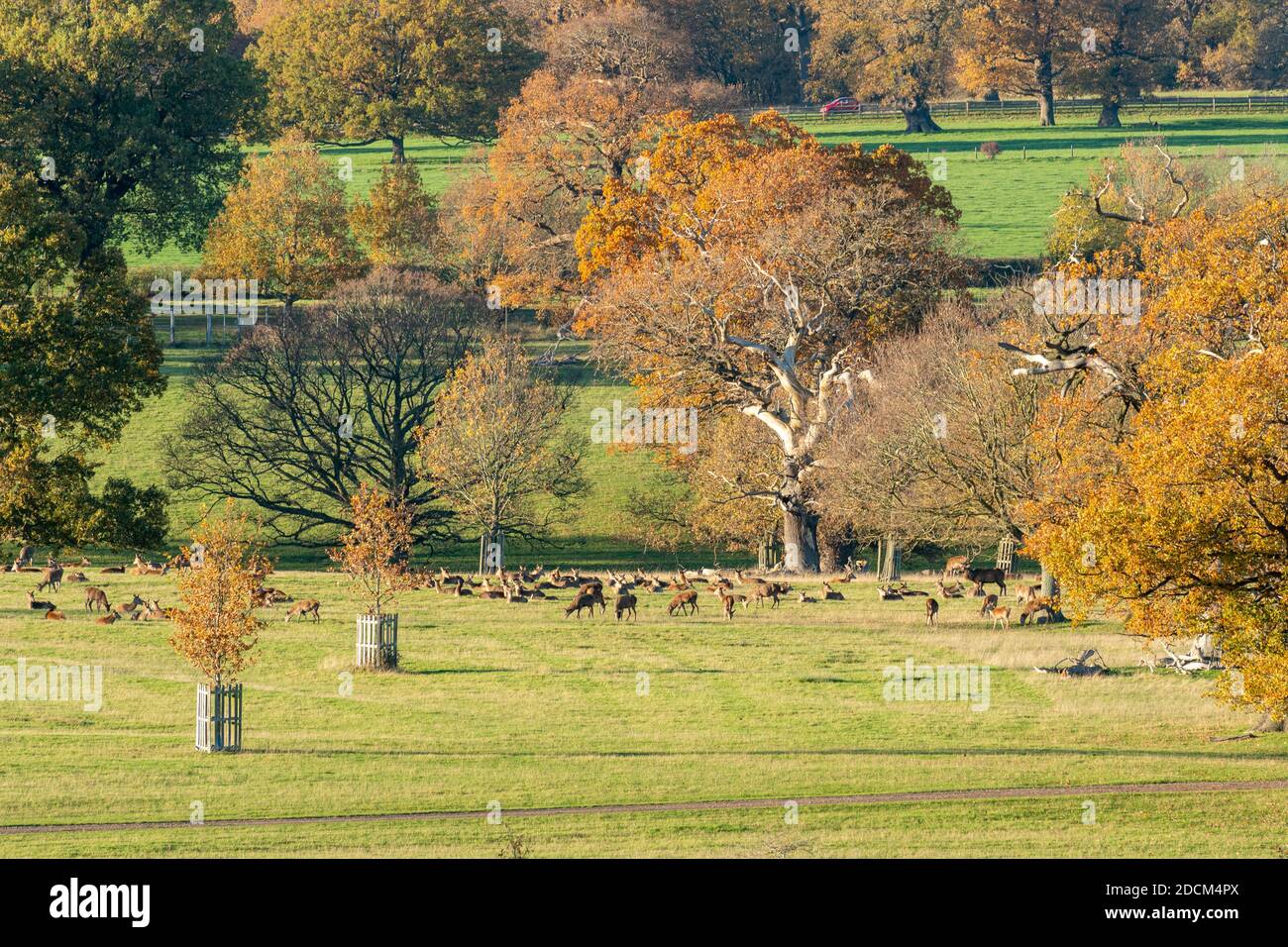 Red deer (Cervus elaphus) in the Deer Park, part of Windsor Great Park, Berkshire, UK, with mature trees with autumn colours Stock Photo