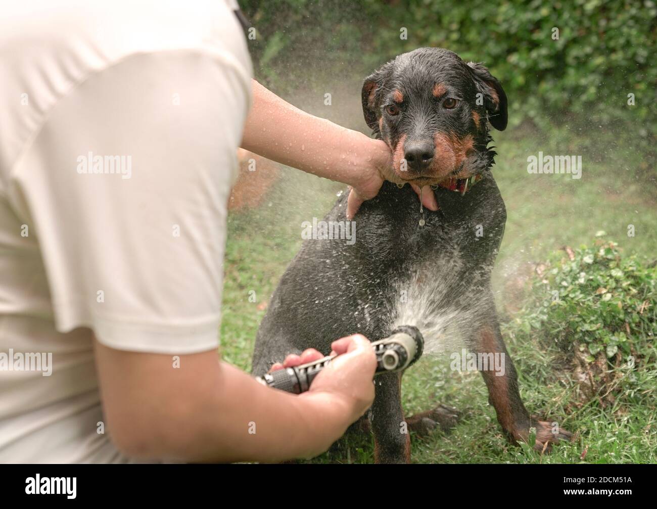 Cute puppy dog taking a bath or shower. Garden background Stock Photo