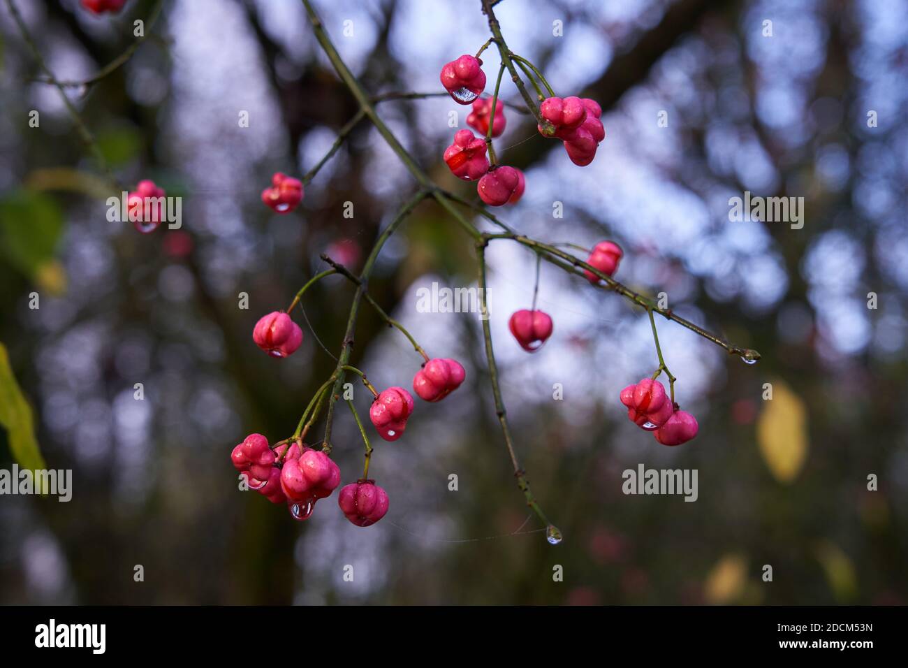 Spindle plant hires stock photography and images Alamy