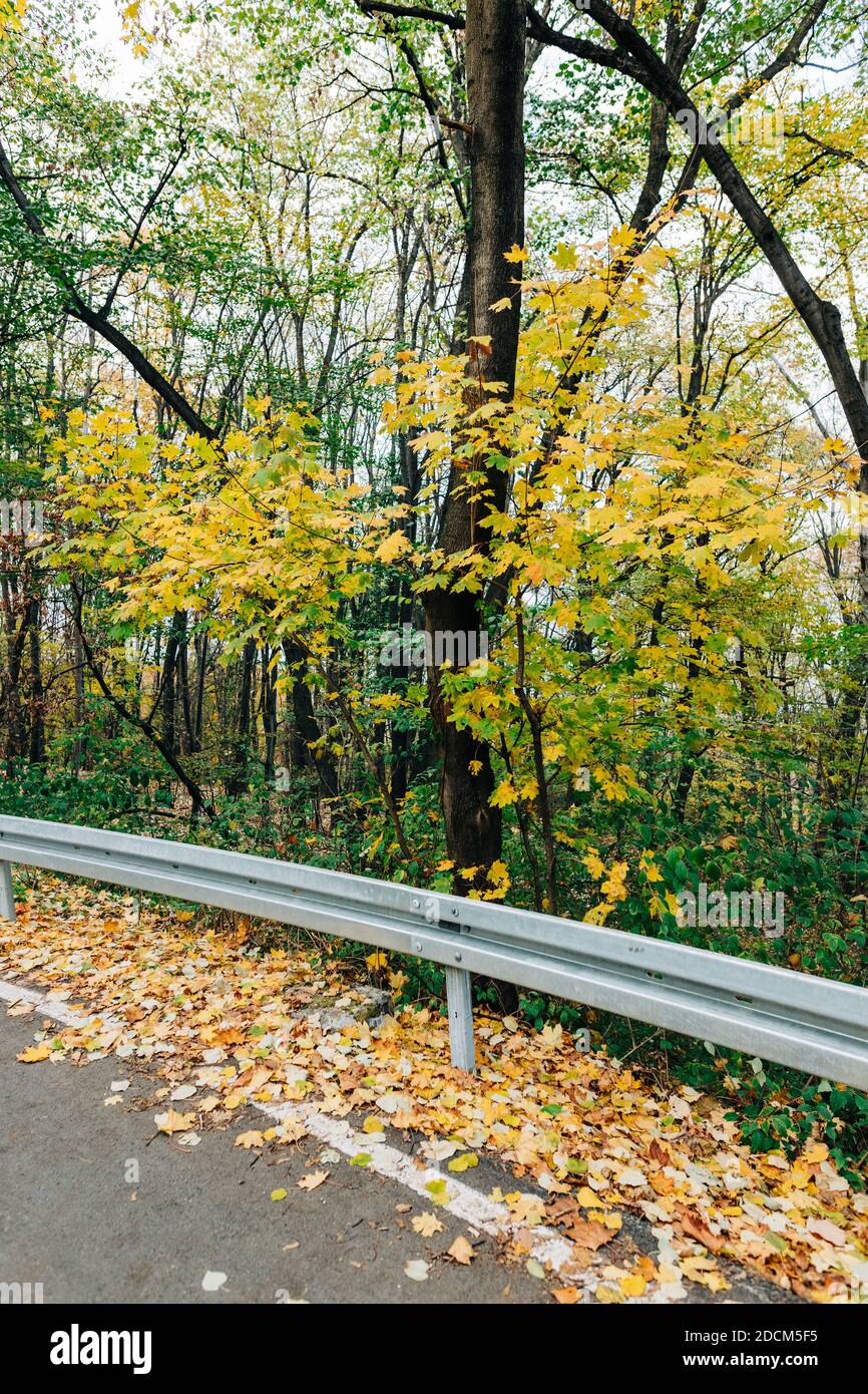 Yellow autumn leaves by the road by the forest Stock Photo - Alamy
