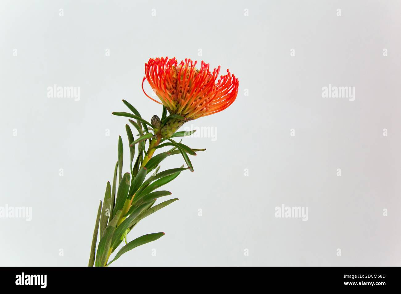 Horizontal minimalist photo of single coral Leucospermum on a white background. Stock Photo