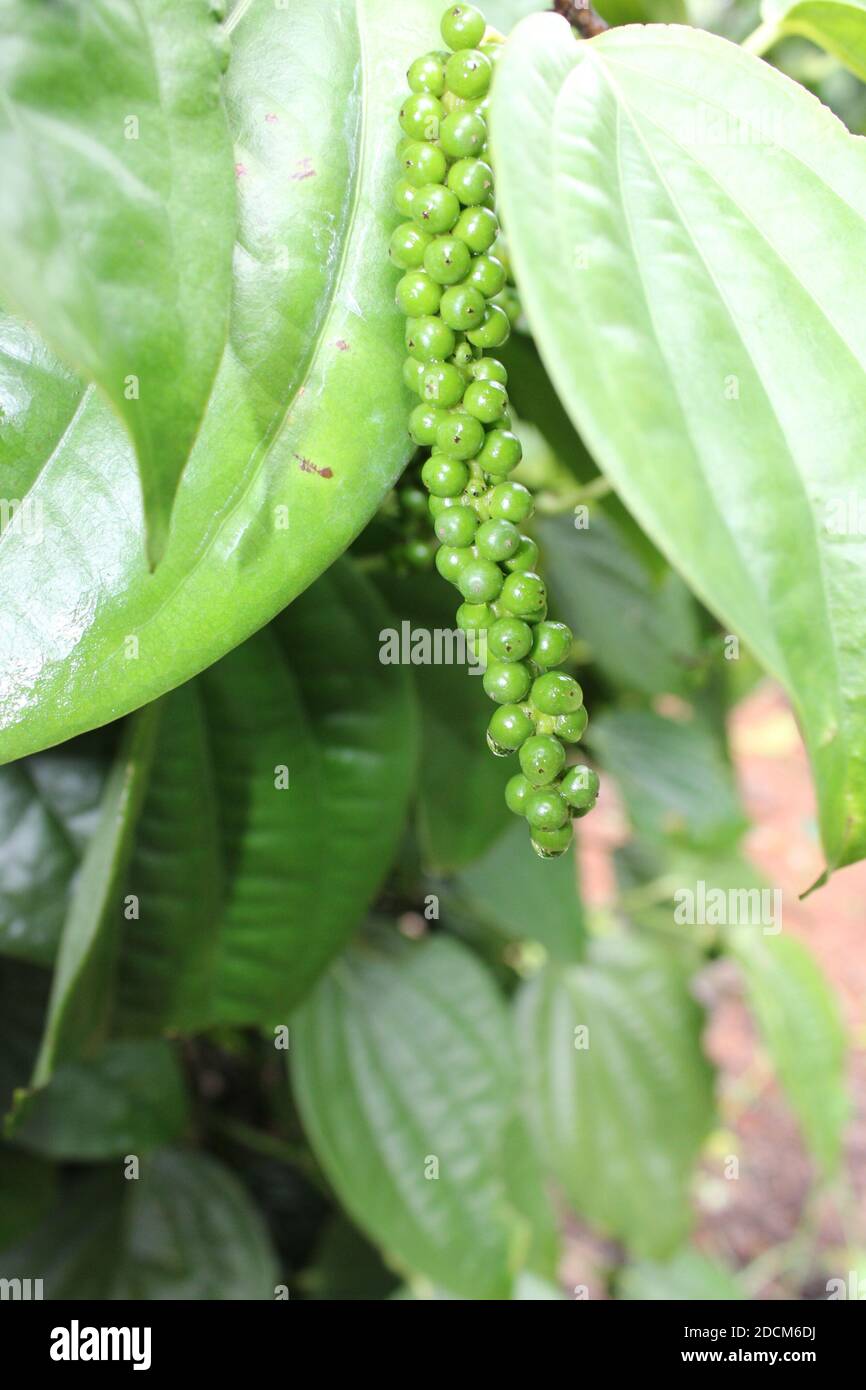 Black pepper plant with green berries and leaves (Kolli Hills, Tamil