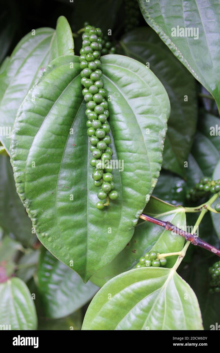 Black pepper plant with green berries and leaves (Kolli Hills, Tamil