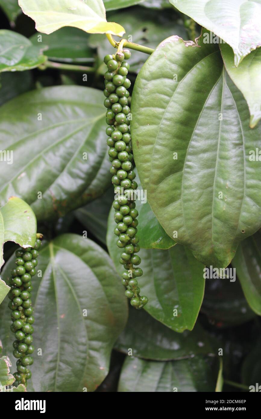 Black pepper - plant with green berries and leaves (Kolli Hills, Tamil Nadu) Stock Photo