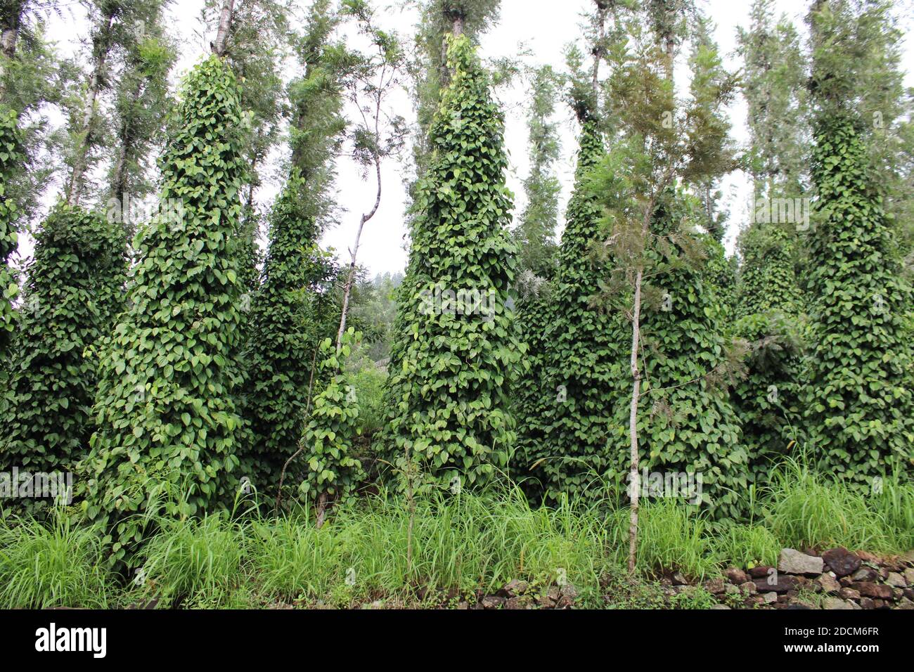 Black pepper plant with green berries and leaves (Kolli Hills, Tamil