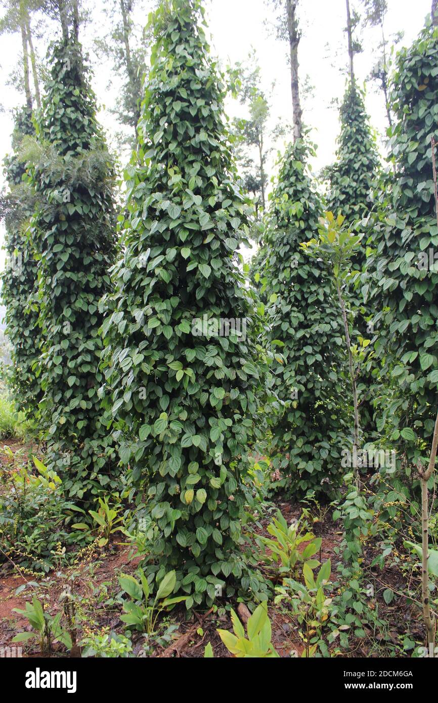 Black Pepper Plant With Green Berries And Leaves Kolli Hills Tamil Nadu Stock Photo Alamy