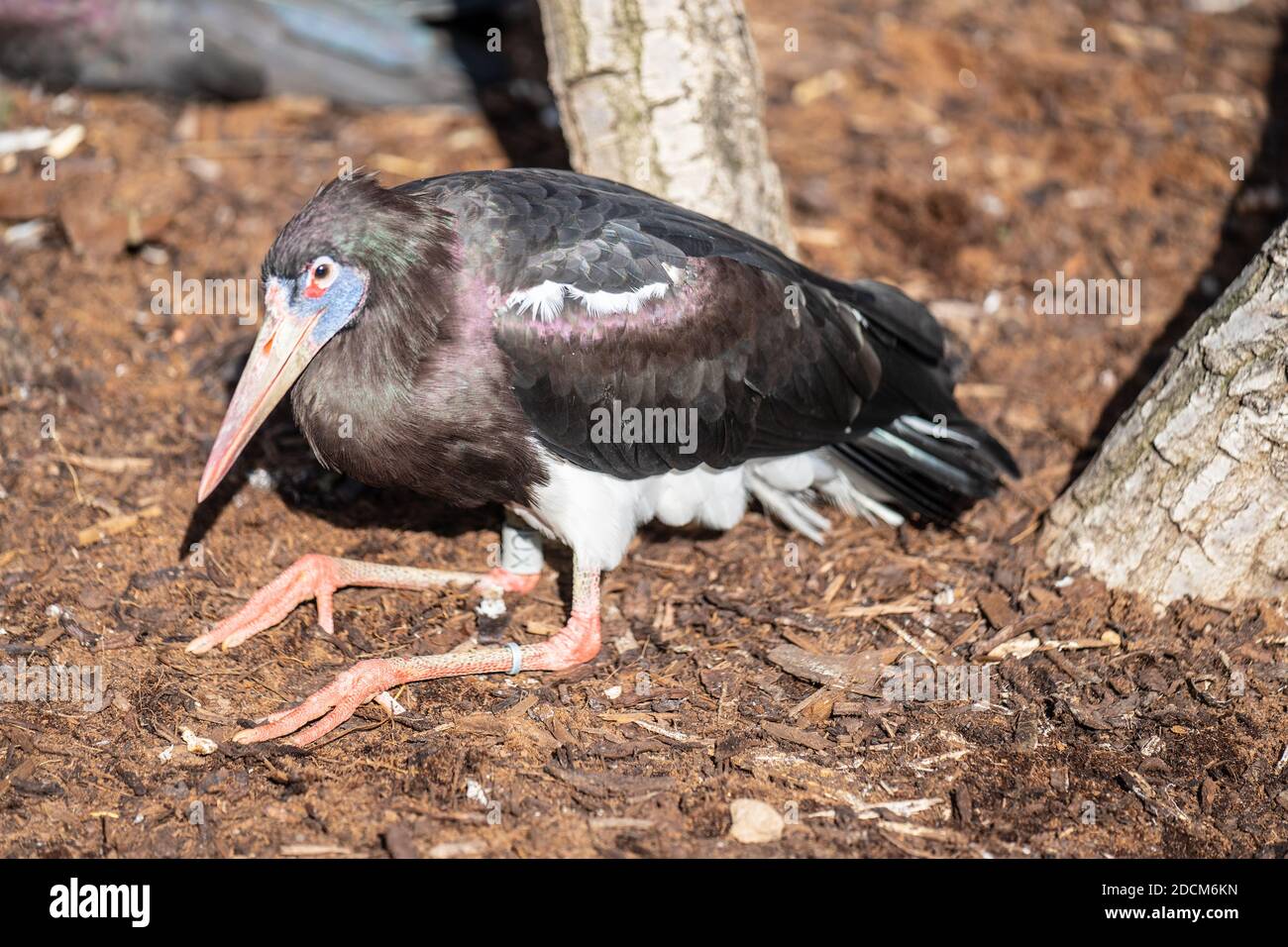 Black And White African Stork High Resolution Stock Photography And Images Alamy