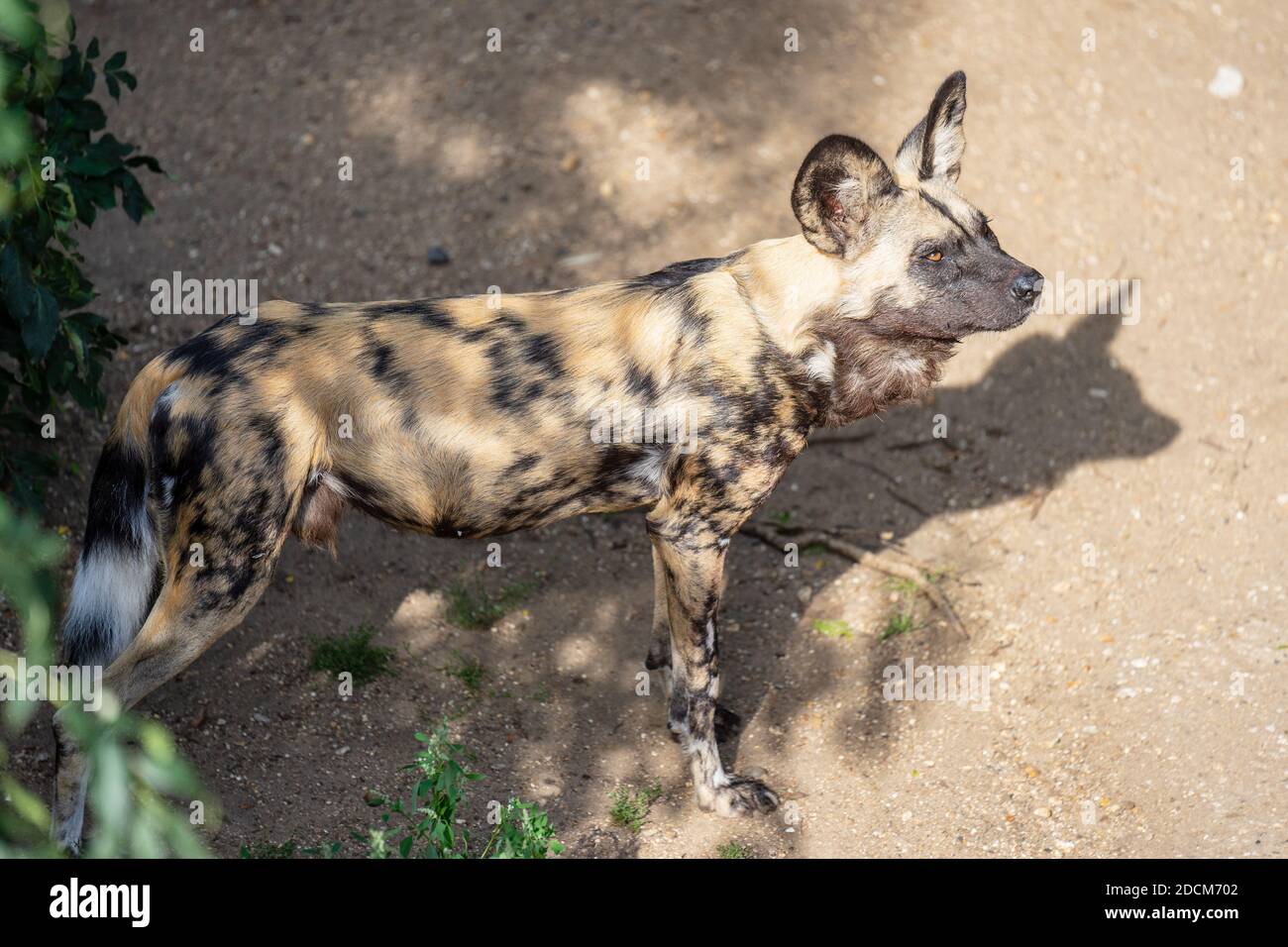 African wild dog, Lycaon pictus, also called the painted dog, or Cape