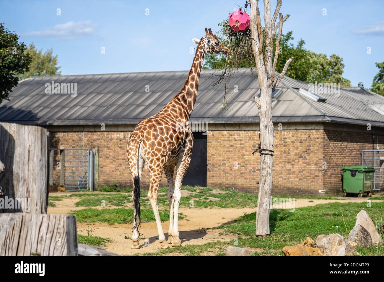 Giraffe,Giraffa is an African artiodactyl mammal, the tallest living ...