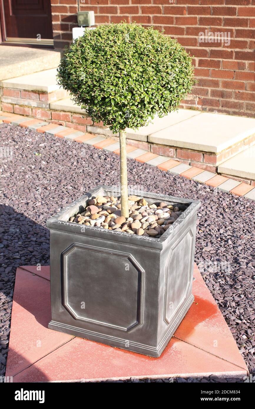 Single box topiary ball in a grey planter in a low maintenance garden with grey slate shingles Stock Photo
