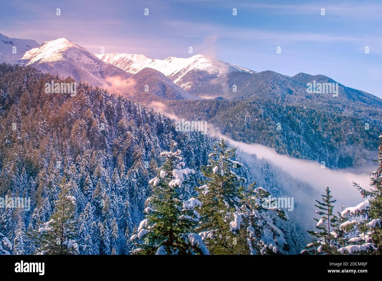 Colorful winter landscape with pink sunset view, pine trees and snow mountain peaks of Pirin, Bulgaria Stock Photo