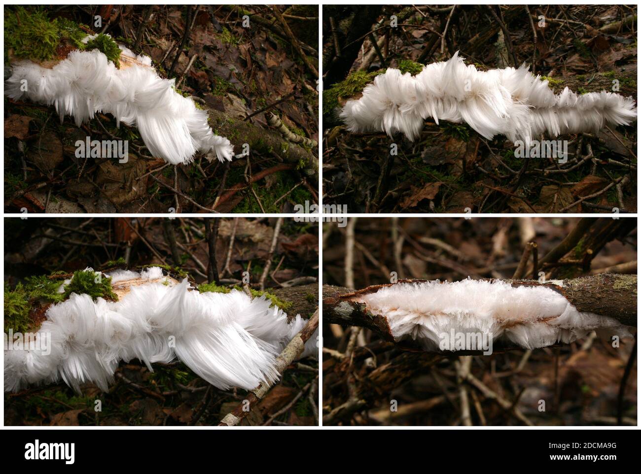 Hair ice,  ice wool or frost beard is a type of ice that forms on dead wood and takes the shape of fine silky hair witch in caused by fungus Exidiopsi Stock Photo