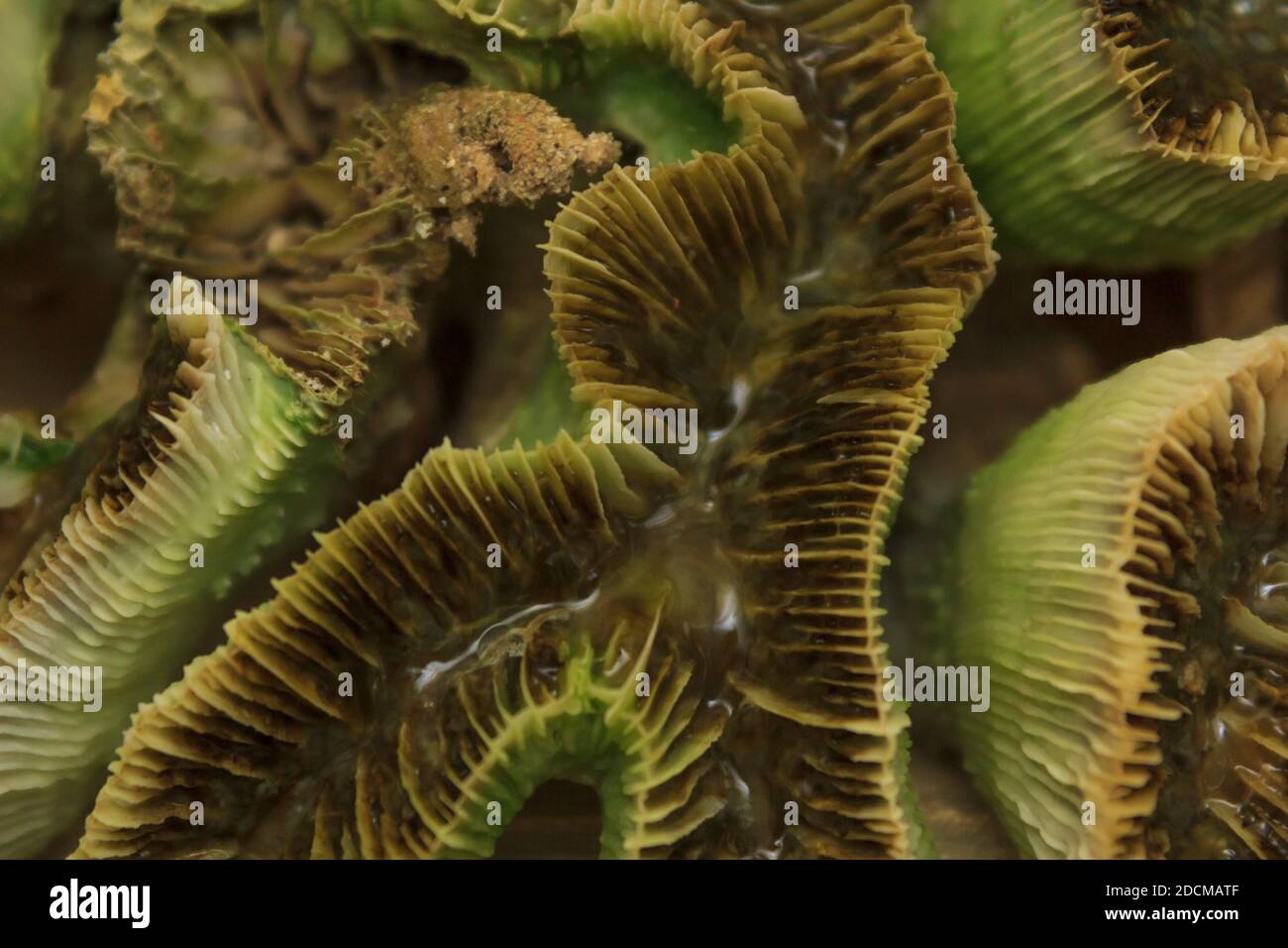 Coral Formation. Stock Photo