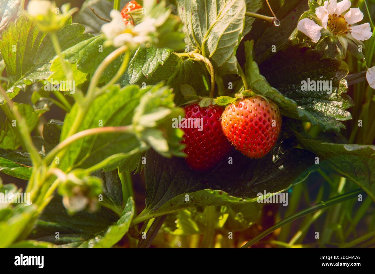 Close up of strawberry bush with ripe red berries and budding flowers ...