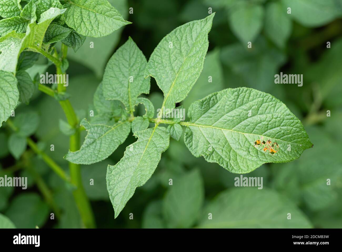 Leaf of potato plant with eggs of Colorado beetle (Leptinotarsa decemlineata) visible through holes. Close-up of insect pest causing huge damage to ha Stock Photo