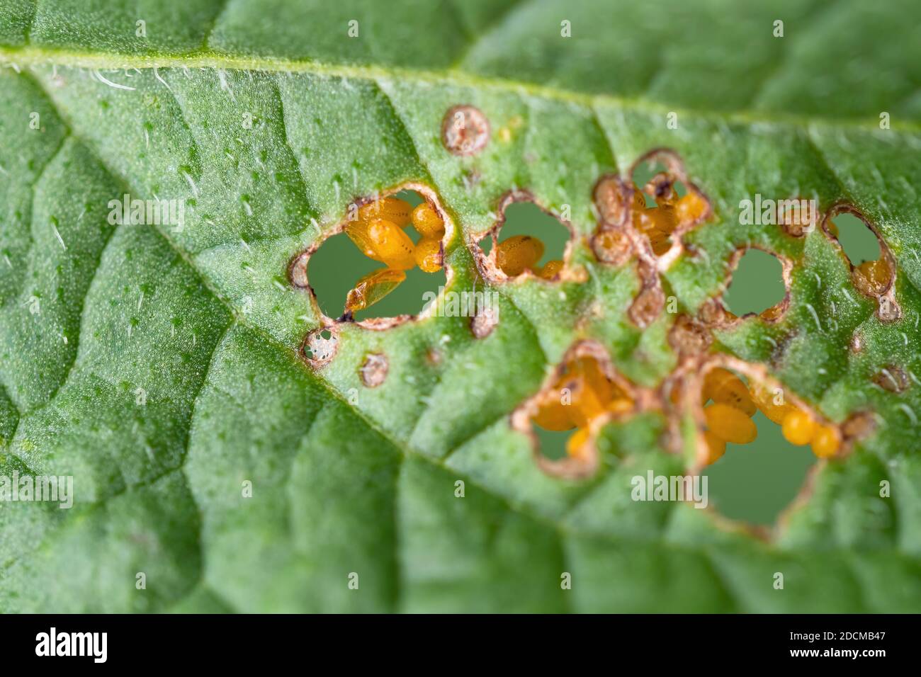 Leaf of potato plant with eggs of Colorado beetle (Leptinotarsa decemlineata) visible through holes. Close-up of insect pest causing huge damage to ha Stock Photo