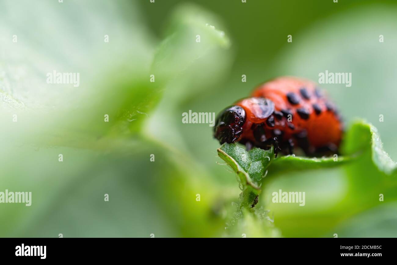 Colorado beetle (Leptinotarsa decemlineata) larva eating leaf of potato plant. Close-up of insect pest causing huge damage to harvest in farms and gar Stock Photo
