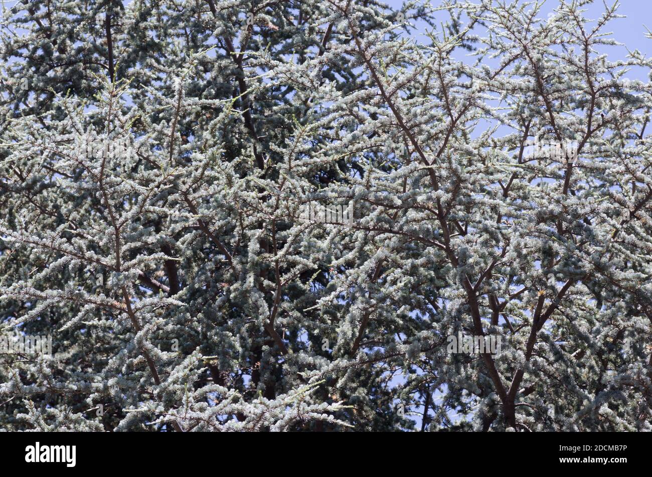 Branches tree covered frost hi-res stock photography and images - Alamy