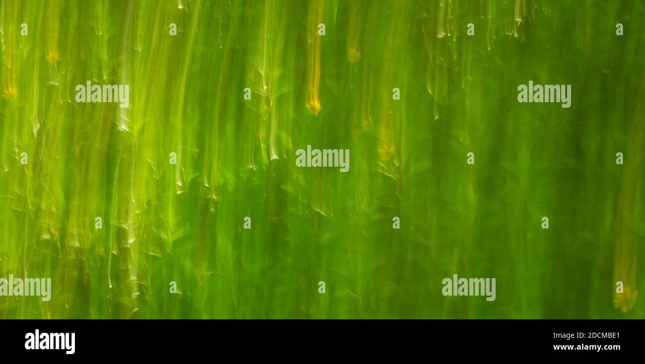 Intentional camera movement of plants. Stock Photo