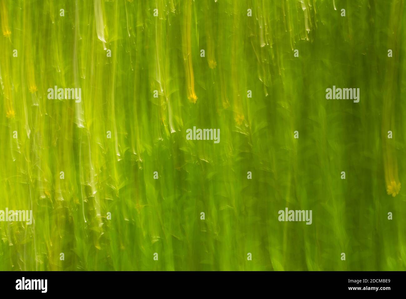 Intentional camera movement of plants. Stock Photo