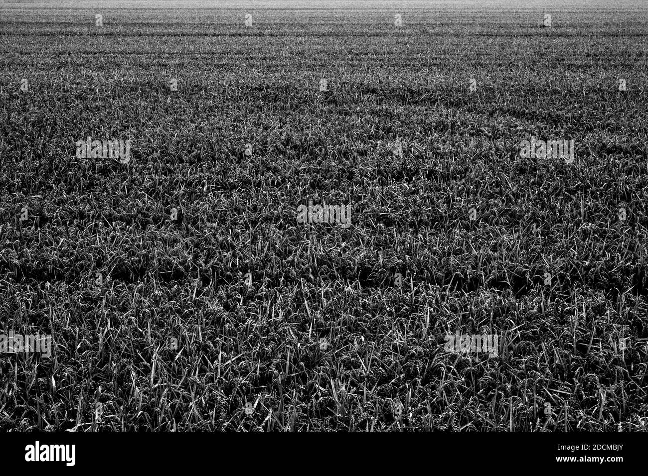 Power line in spring Black and White Stock Photos & Images - Alamy