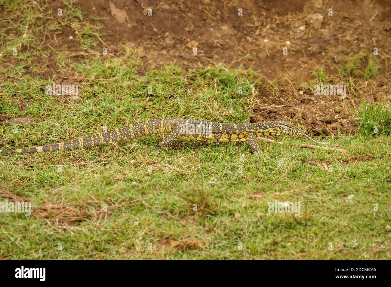 Nile monitor lizard (Varanus niloticus), Queen Elizabeth National Park