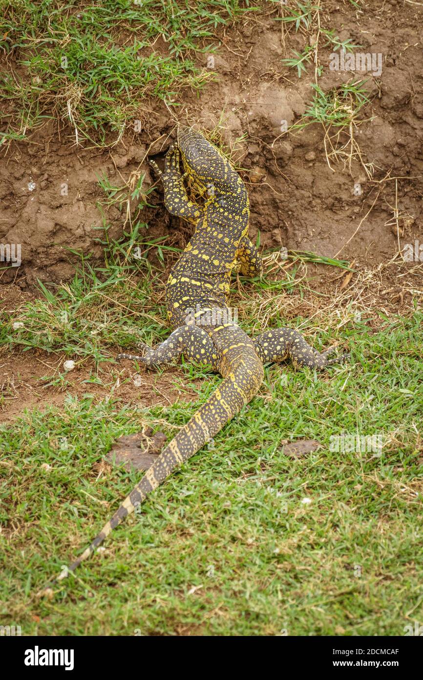 Nile monitor lizard (Varanus niloticus), Queen Elizabeth National Park