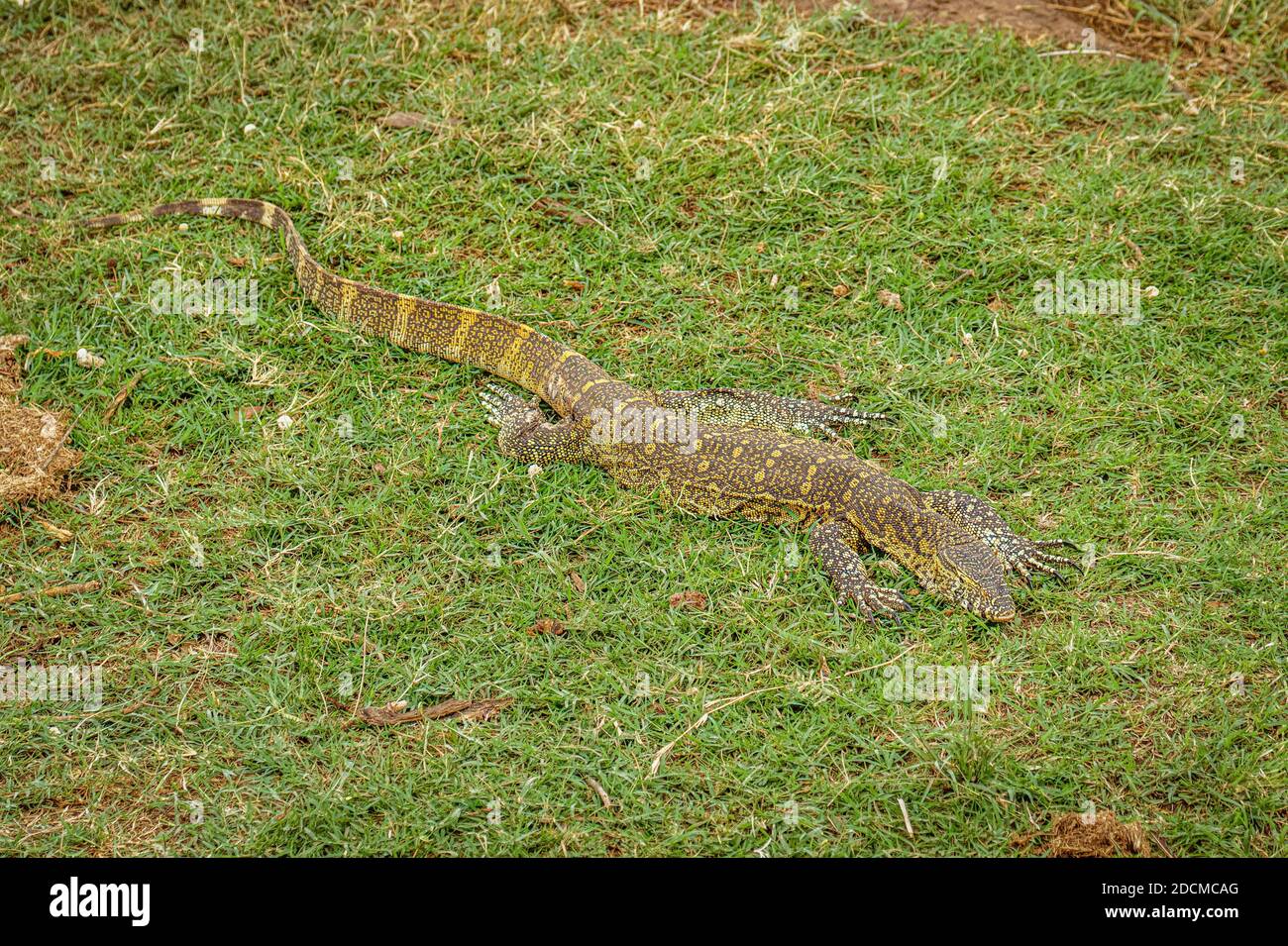 Nile monitor lizard (Varanus niloticus), Queen Elizabeth National Park