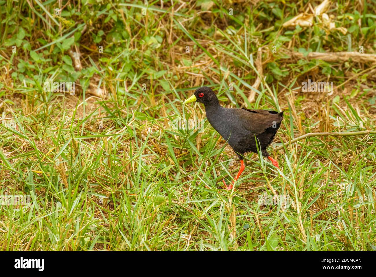 Black Crake ( Amaurornis flavirostra) waterbird in the rail and crake family, Rallidae. It breeds in most of sub-Saharan Africa. Stock Photo