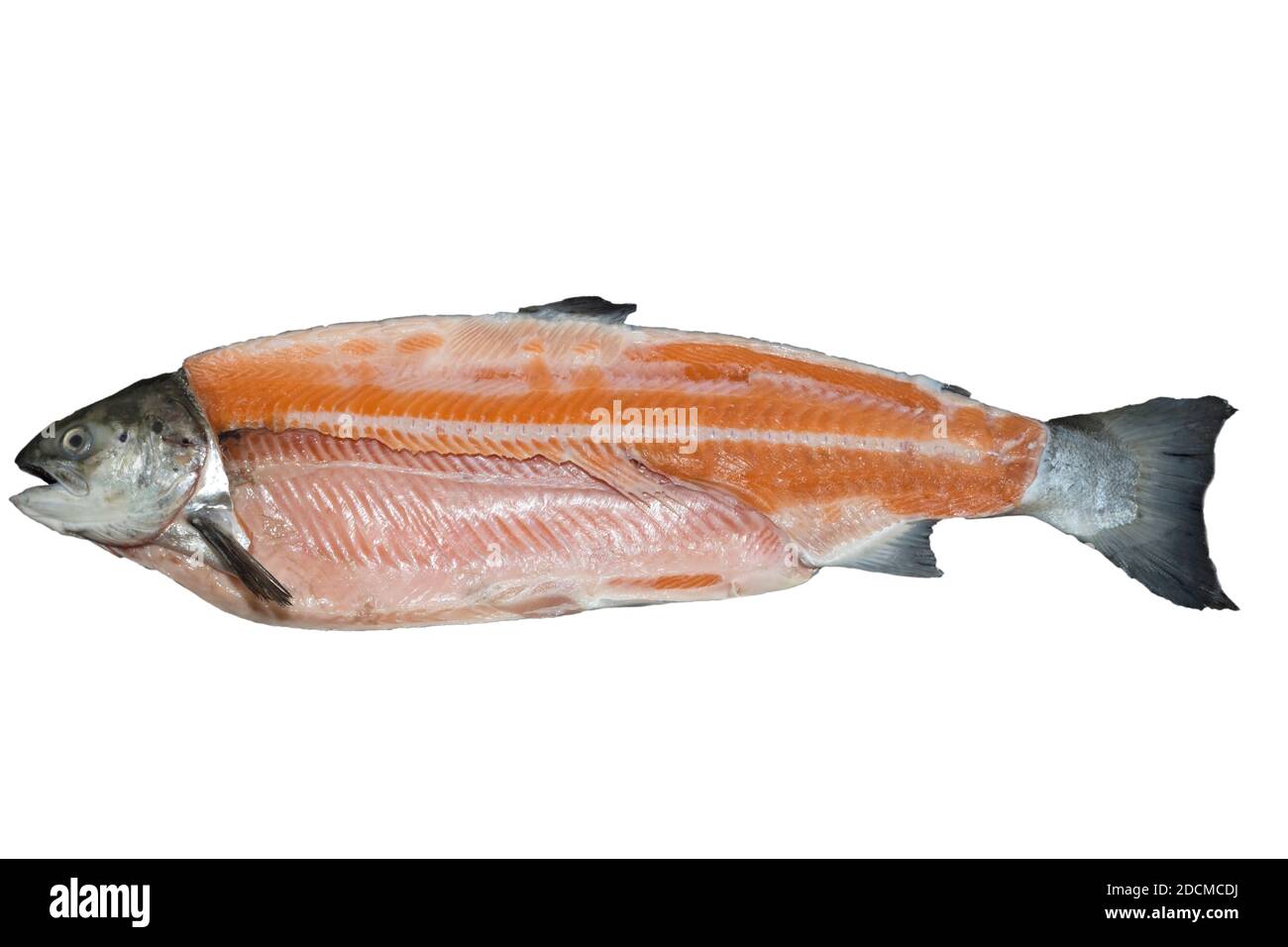 Salmon from aquaculture, Norway Stock Photo - Alamy
