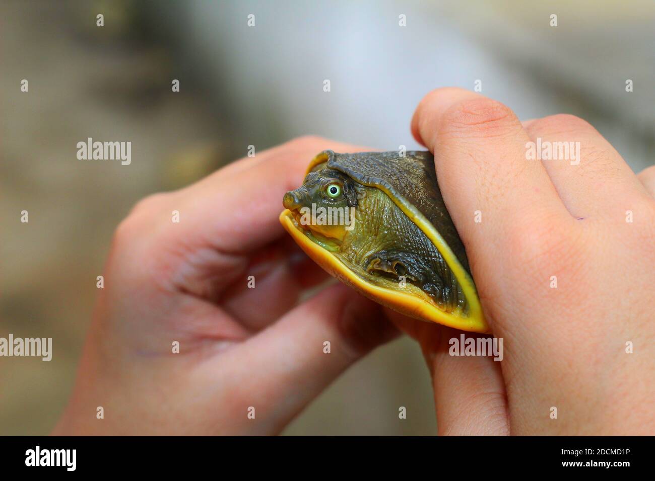Leather head turtle hi-res stock photography and images - Alamy