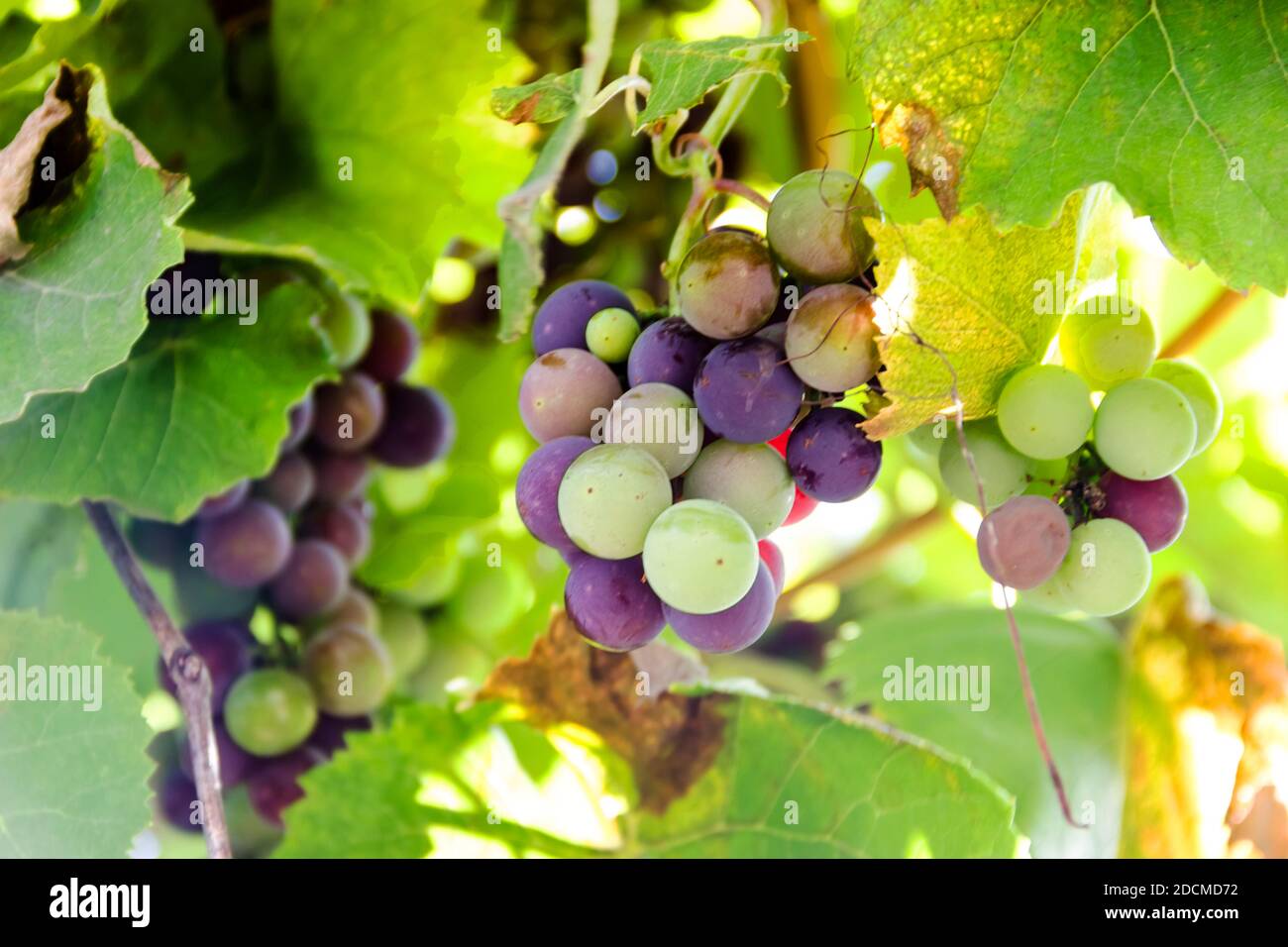 Grape Clusters pictured in the photo ripening grape clusters on the vine Stock Photo ...
