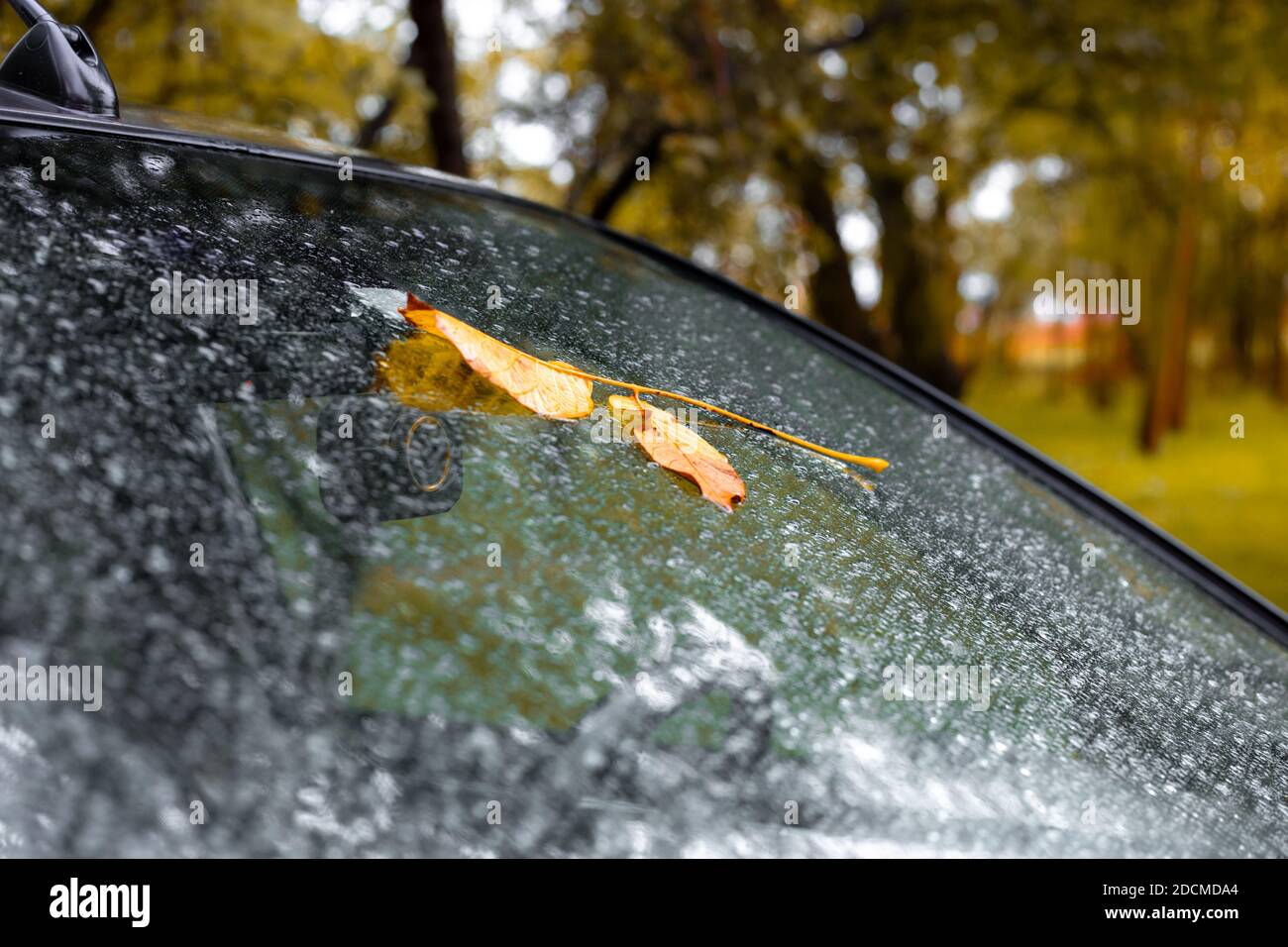 wet yellow sheet stuck to the glass of the car in autumn. Change of season, rainy day. Stock Photo