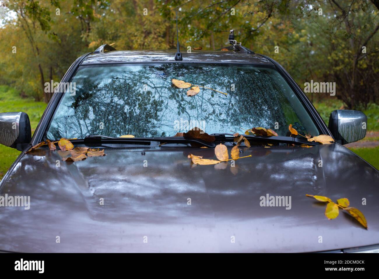 wet yellow leaves stuck to the glass and hood of the car in the fall. Change of season, rainy day. Stock Photo