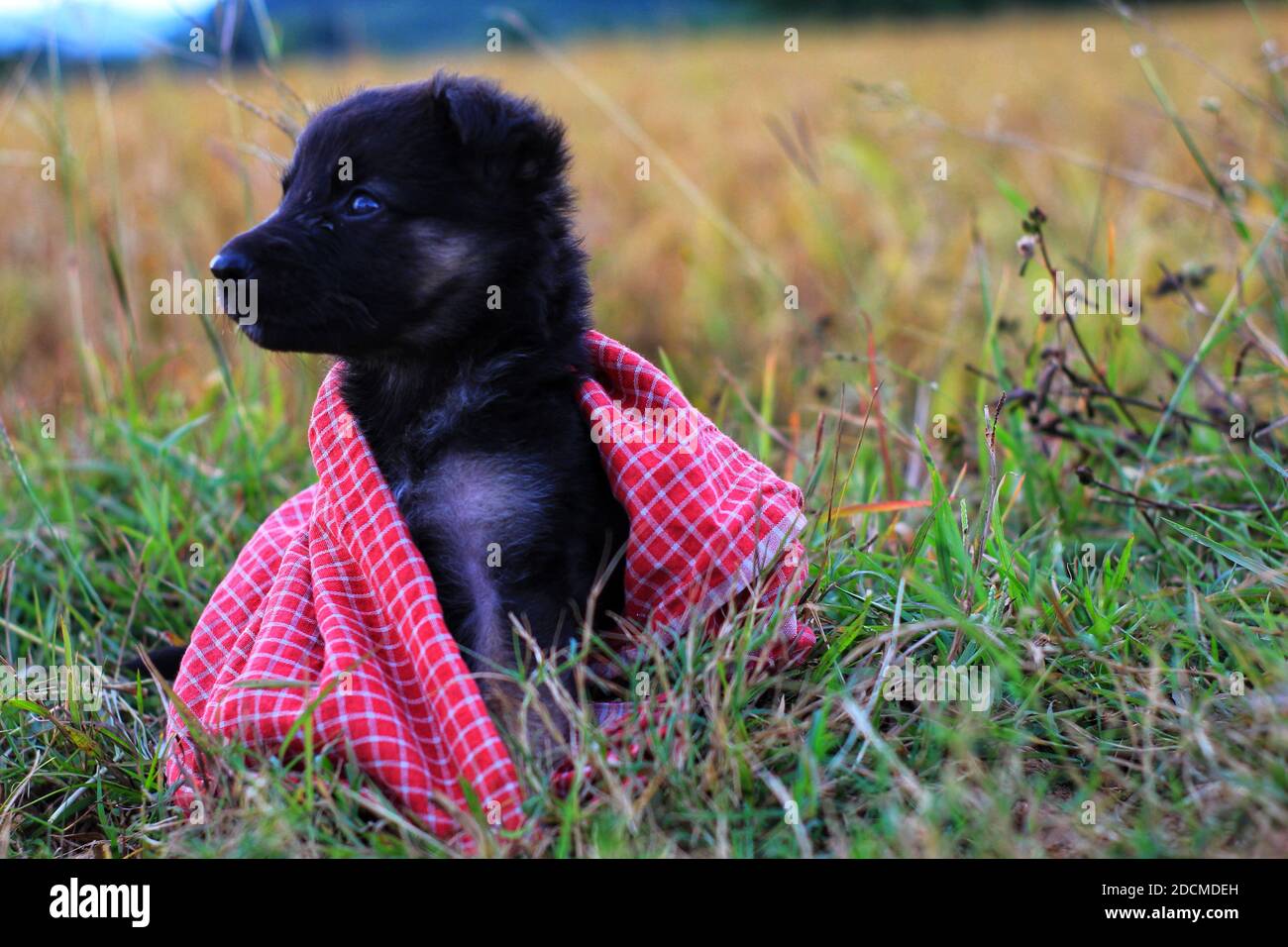 dcm in german shepherds