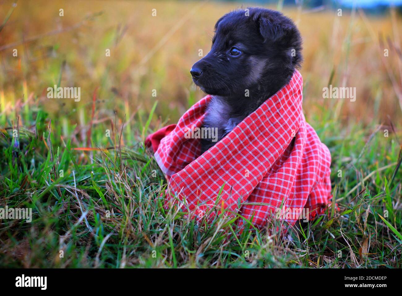 dcm in german shepherds